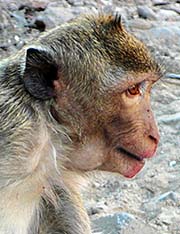 'Face of a Macaque' by Asienreisender